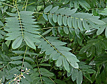 senleaf